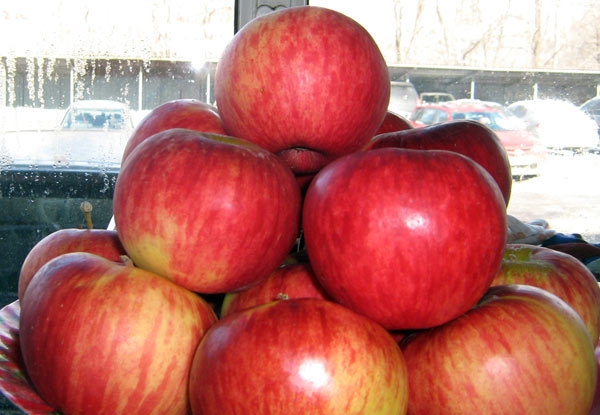 4 агрокомпании возродят алматинский апорт