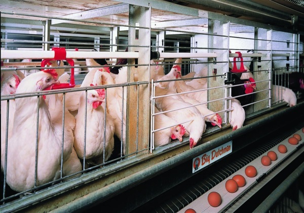 Казахстанские птицеводы настаивают на субсидировании до 2020 года