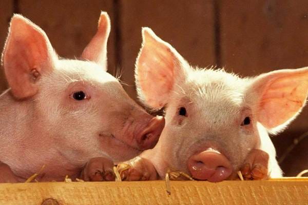 «Бауер» построит свинокомплекс в Карагандинской области