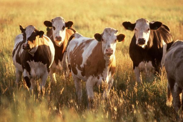 В Актюбинской области массово заболевает скот