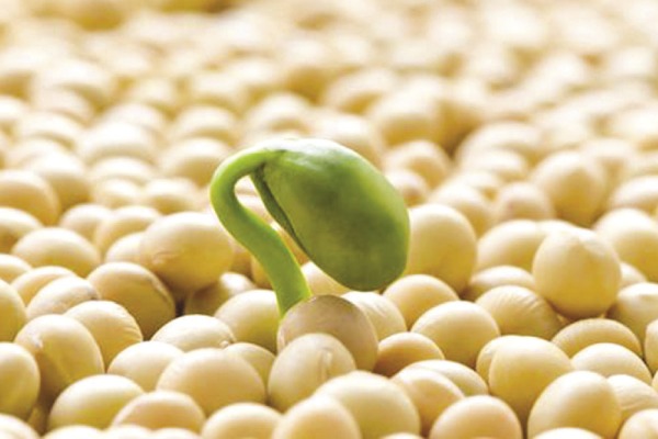 В Зайсане впервые высаживают сою