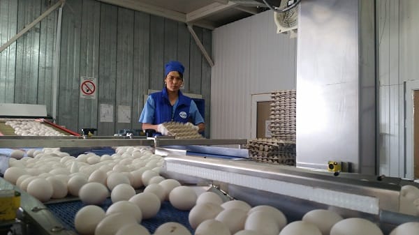 Казахстанские птицеводы осваивают зарубежные рынки