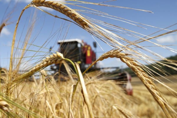 Уборочные кампании начнутся с опозданием из-за осадков
