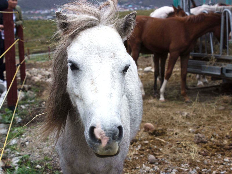 В Алматы пройдет первая Международная конная выставка KazEqui-2016