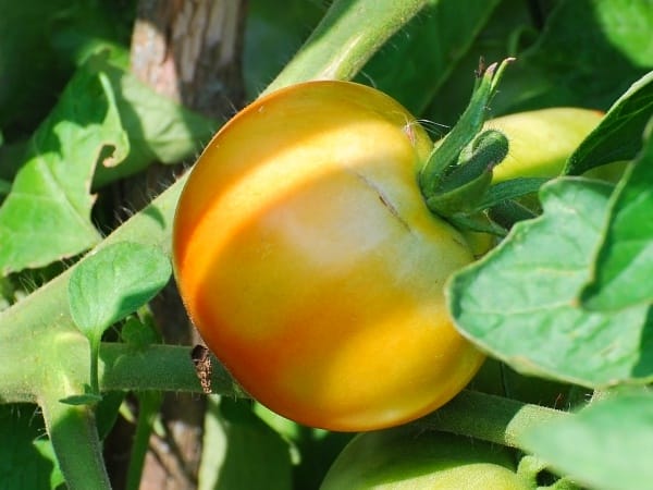 Фермеры Алматинской области оценили результат аграрного проекта