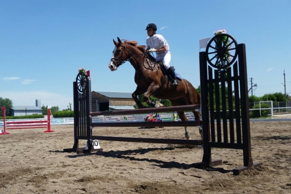 Удачная приватизация: «Конюшню продали по цене велосипеда»