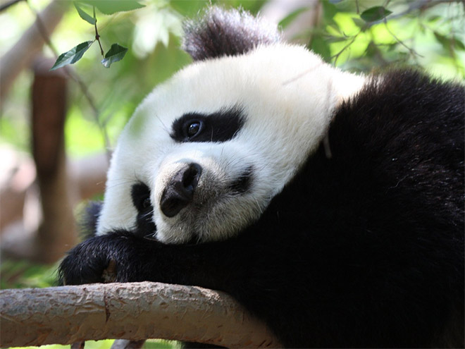 Популяция позвоночных животных на Земле сократилась на 60% за 40 лет