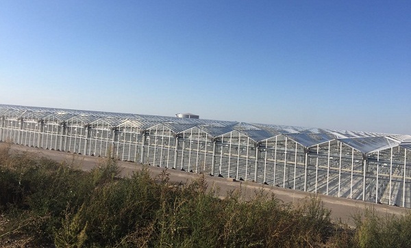 В Алматы готовится к запуску новый тепличный комплекс «КазАгро»