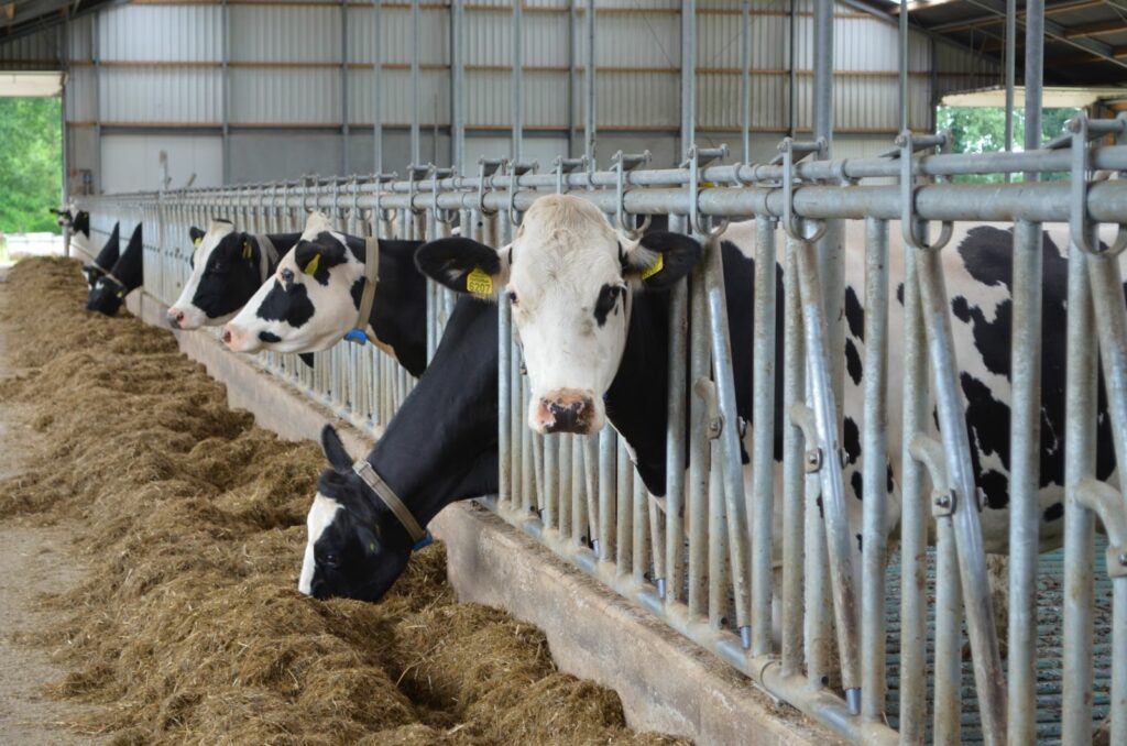 Продовольствие навынос: сельхозтоваропроизводителям следует объединяться в кооперативы