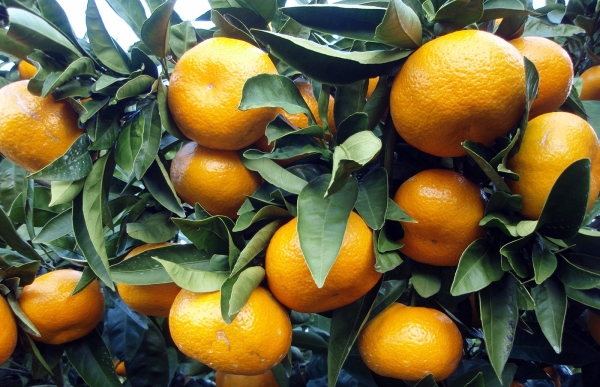 Турция намерена увеличить продажи цитрусовых на рынке РК