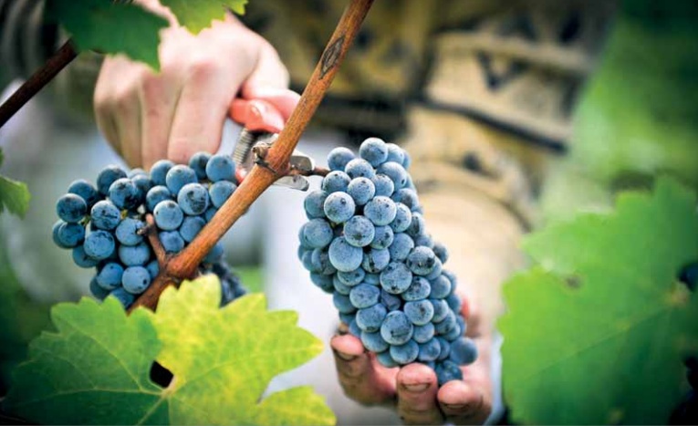 Эксперты прокомментировали новую программу сельхозподдержки