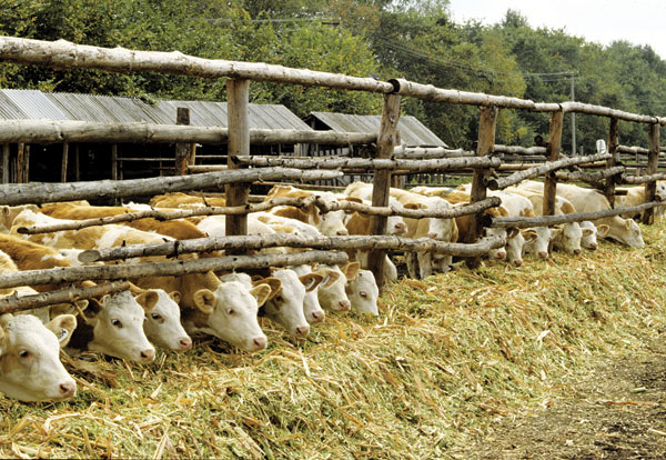 К 2021 в Казахстане будет действовать 500 тысяч ЛПХ