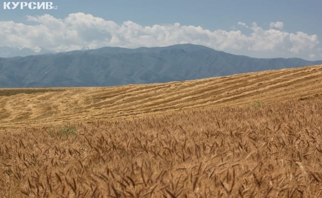 В МСХ обеспокоены невыполнением планов по диверсификации посевов в ЗКО