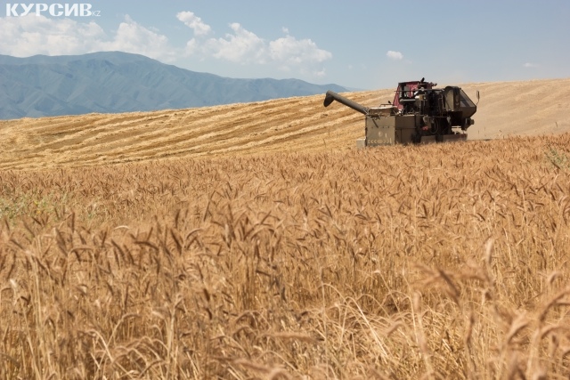 Аграрии Костанайской области планируют собрать около 5 млн тонн зерна в 2018 году