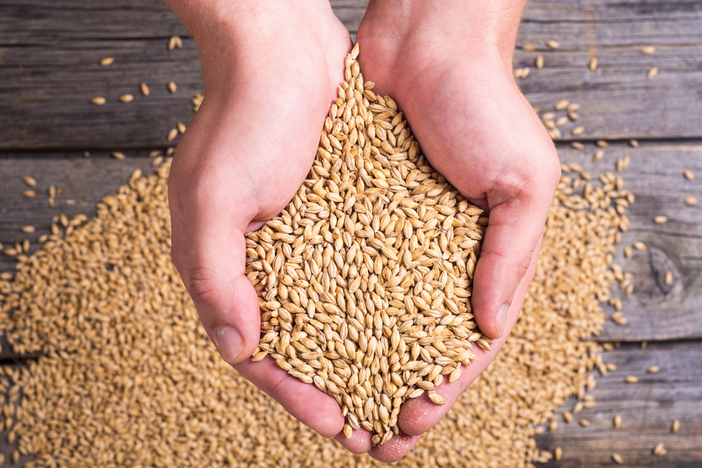 Казахстан будет поставлять ячмень и кукурузу в Китай