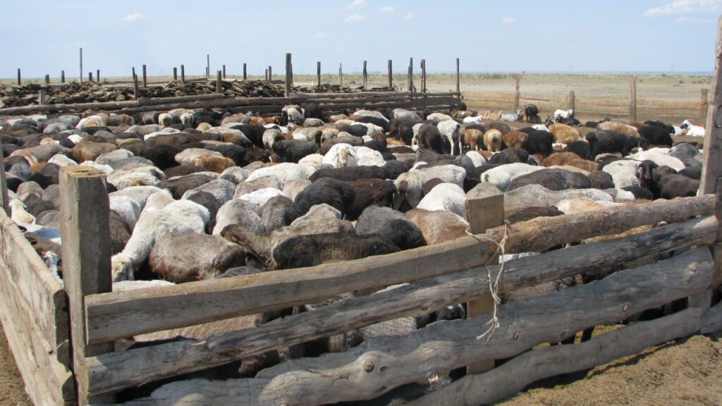 В Семее планируют построить завод по глубокой переработке шерсти