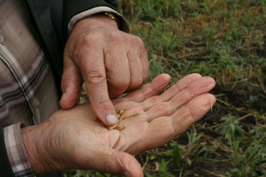 Зерно в ЗКО «съела» засуха: повышения цен на хлеб не избежать