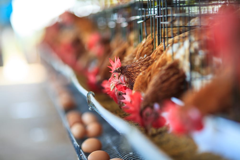 Кыргызстан ввел запрет на ввоз мяса птицы и яиц из Казахстана