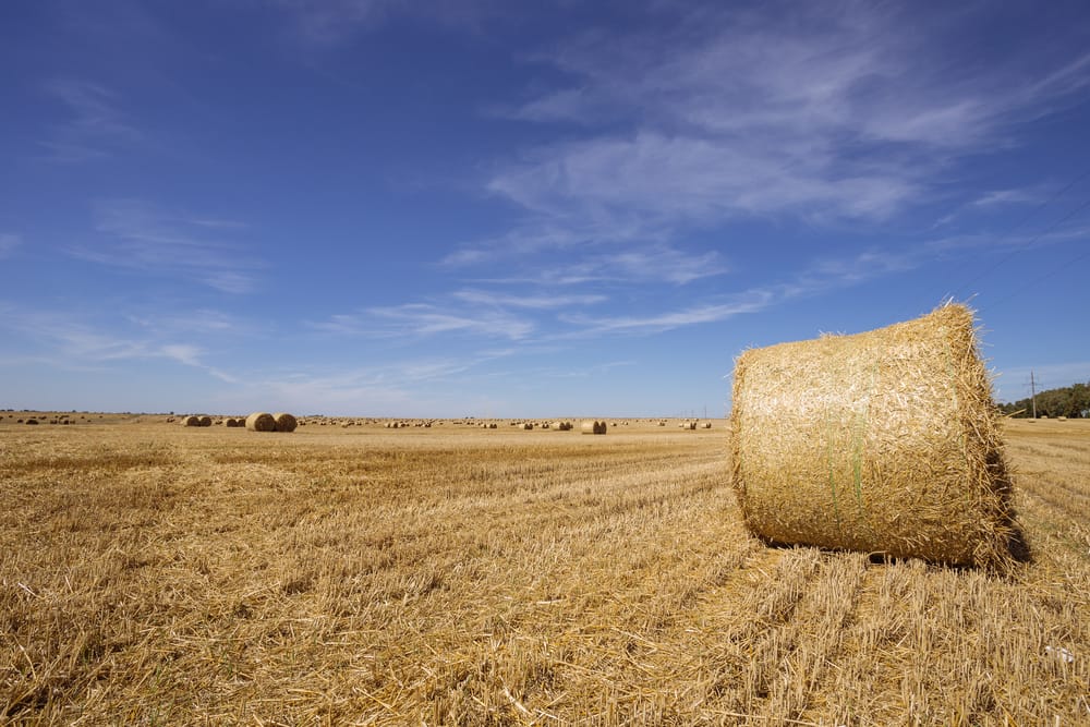 Аграрии СКО, показавшие плохую урожайность, могут остаться без земли