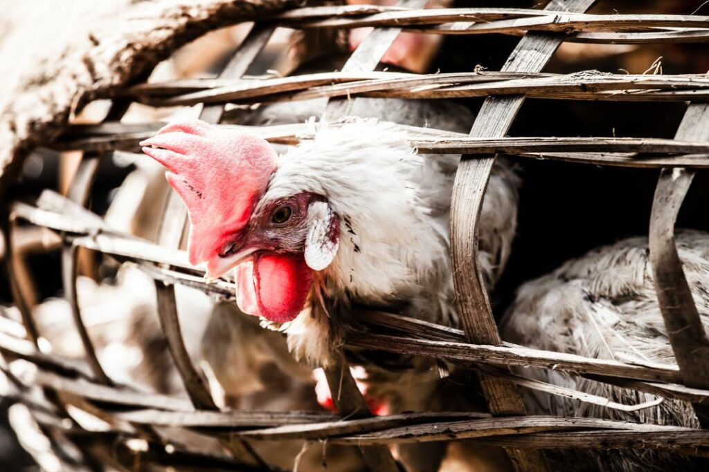 Куры в законе: осужденные одной из усть-каменогорских тюрем активно занялись предпринимательством