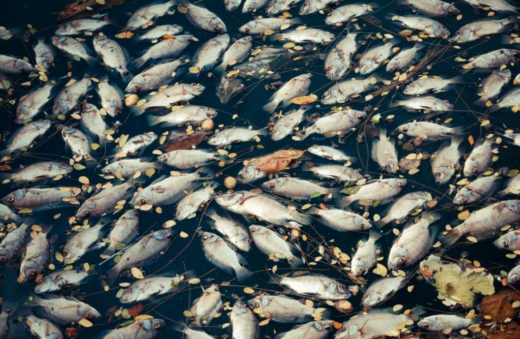 В ЗКО произошел массовый замор рыбы