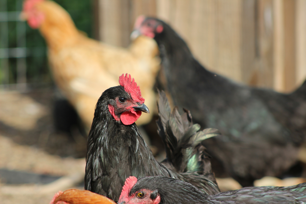 Депутат возмущен избирательностью акиматов при распределении субсидий птицеводству