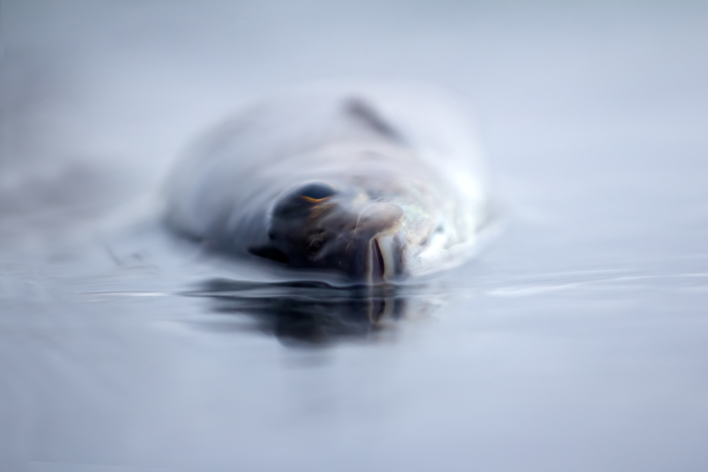 Фото: Shutterstock