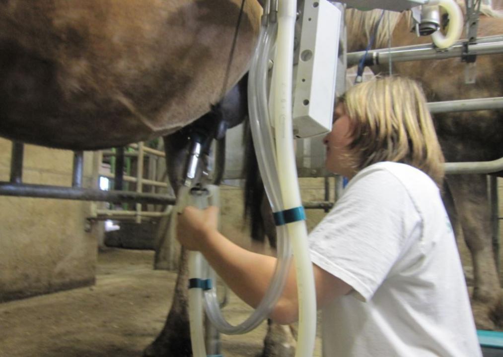 Карагандинская область готовится стать главным экспортером кобыльего молока