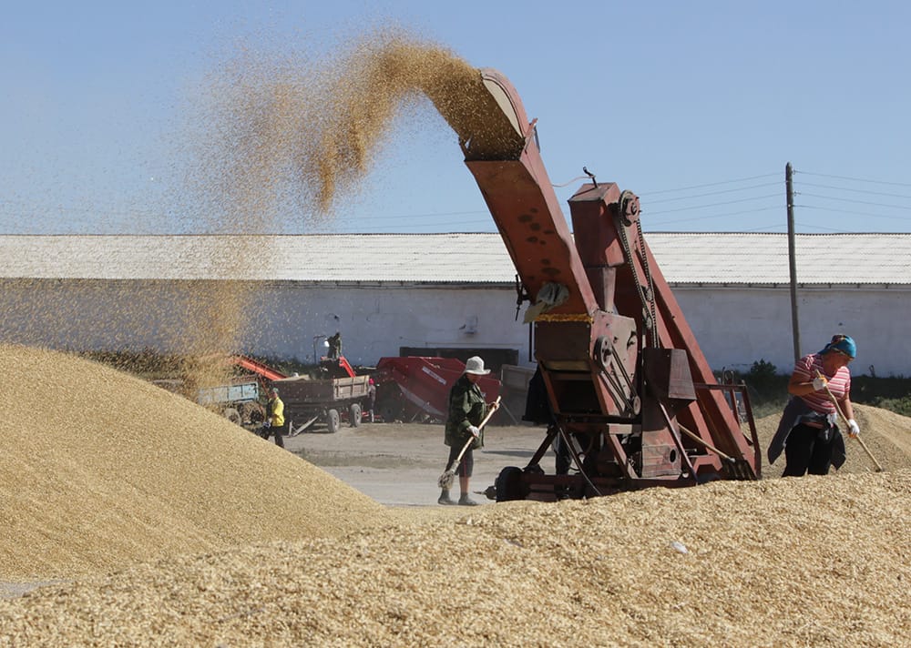 Зернопереработчики Карагандинской области находятся на грани срыва экспорта