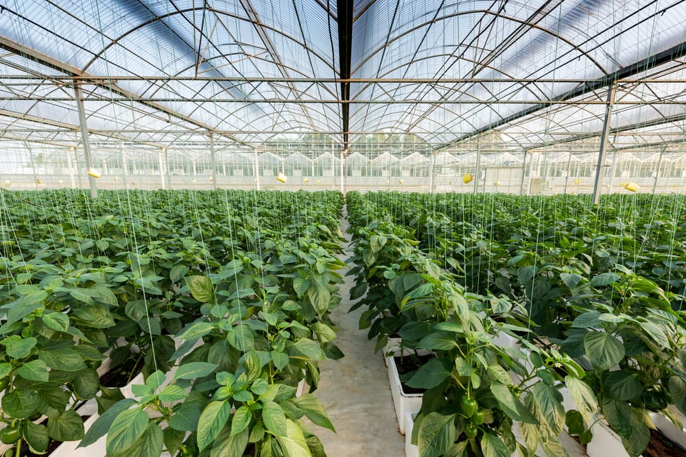 В Кызылординской области построена первая промышленная автоматизированная теплица