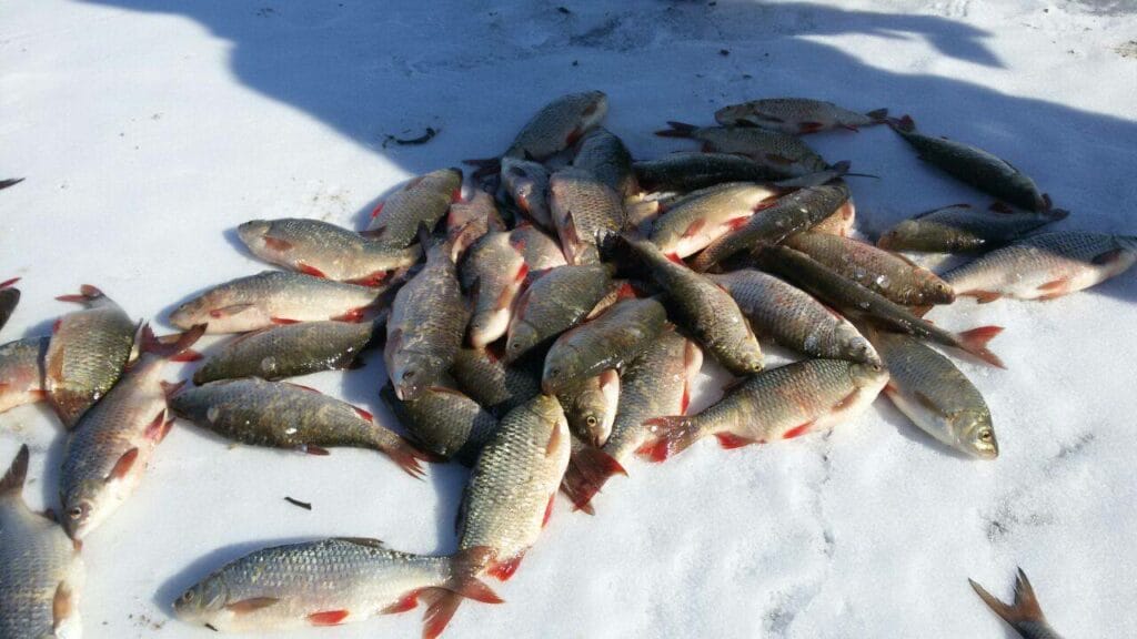 На субсидии рыбоводам Кызылординской области предусмотрено в 2019 году около 5 млн тенге