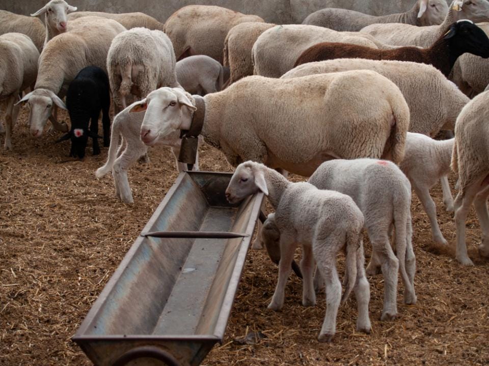 Карагандинские животноводы готовят к отправке в Китай вторую партию баранины
