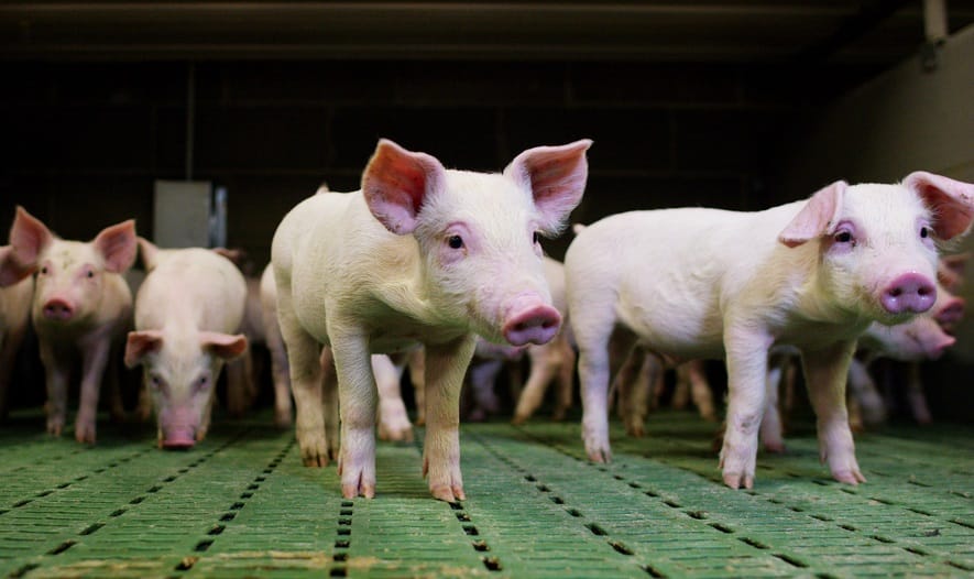 Зачем свиньям джакузи и грязевые ванны, рассказала предприниматель из Карагандинской области