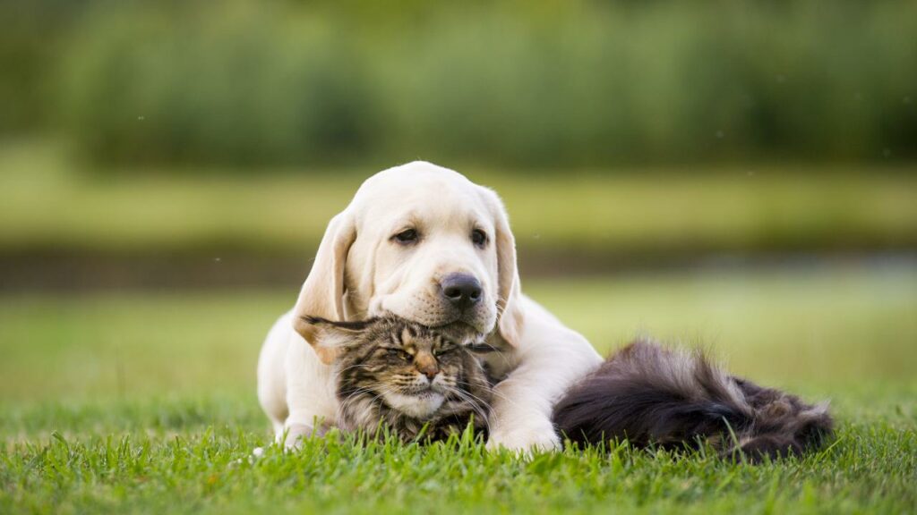 Фото: shutterstock.com
