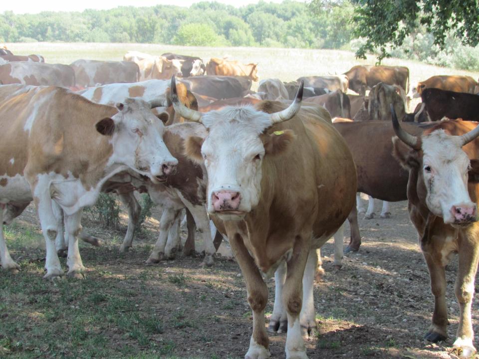 В Семейском регионе потребуется 485 млн тенге на запуск трех откормочных площадок