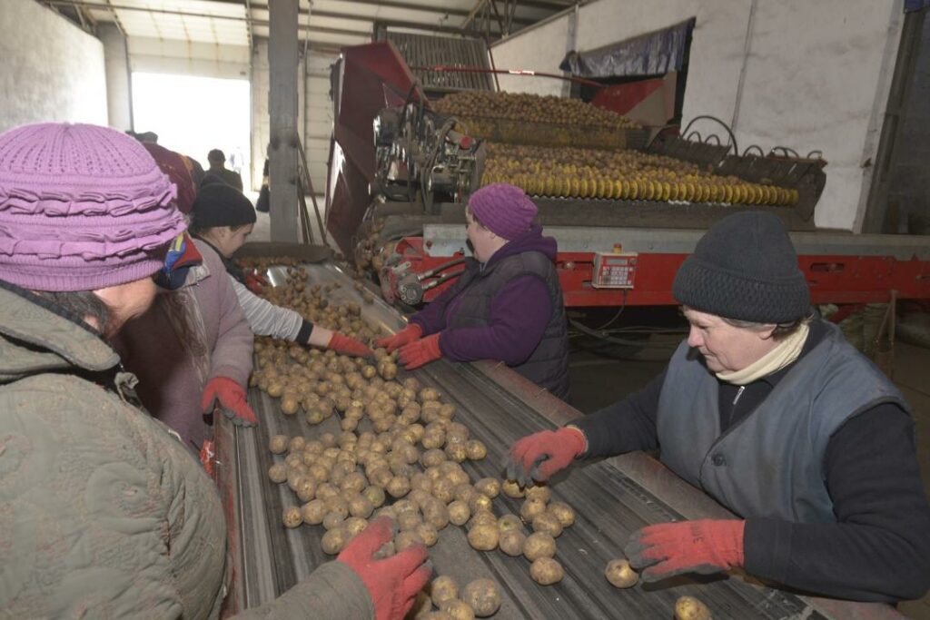 В СКО инициатива огородничества вызвала перенасыщение рынка и принесла убытки предпринимателям