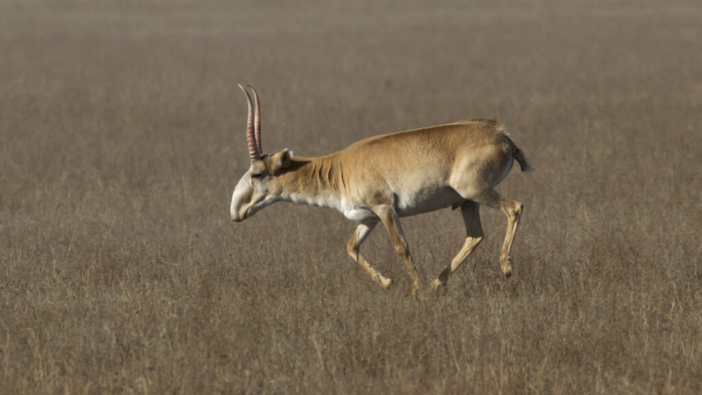 Population of saiga antelopes hit records in Kazakhstan