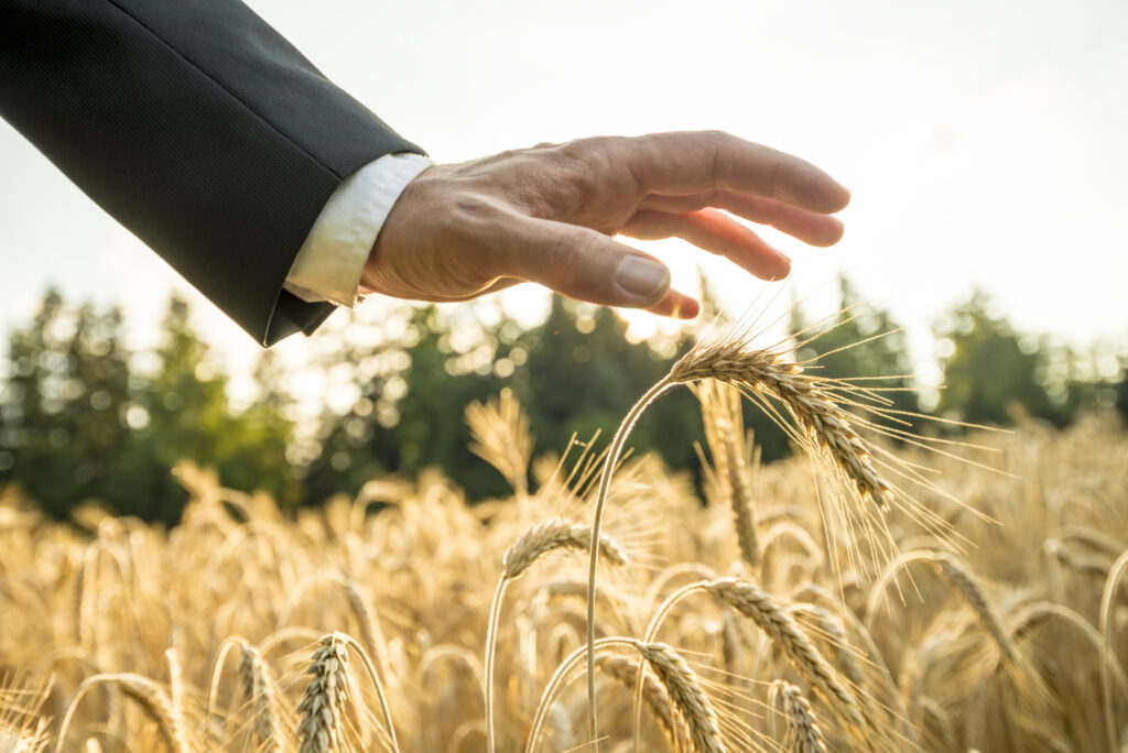 Businessman or environmentalist holding a palm of his hand above an ear of ripe golden wheat in a wheat field  at sunset backlit by the golden sun.
