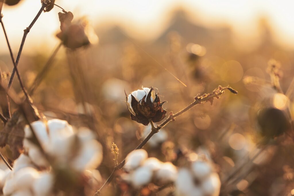 US government lifts ban on imports of cotton from Uzbekistan