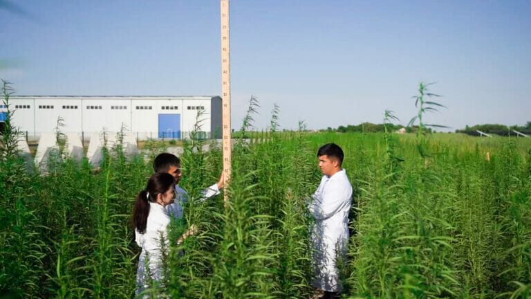 Uzbekistan bets on hemp production