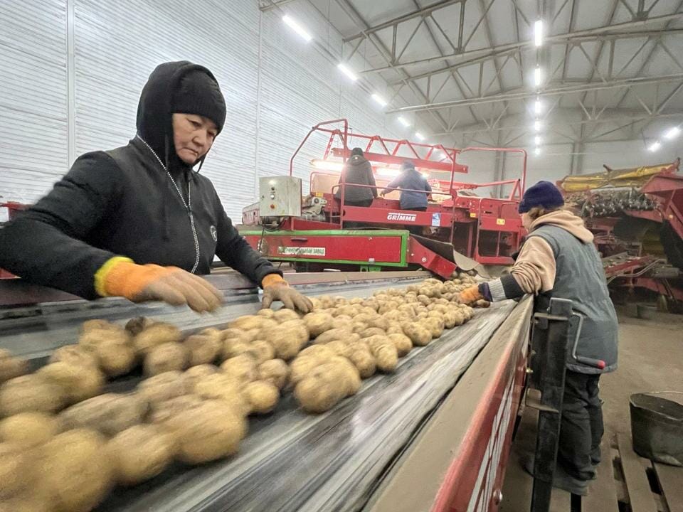 В Казахстане появятся 60 новых овощехранилищ до конца 2026 года