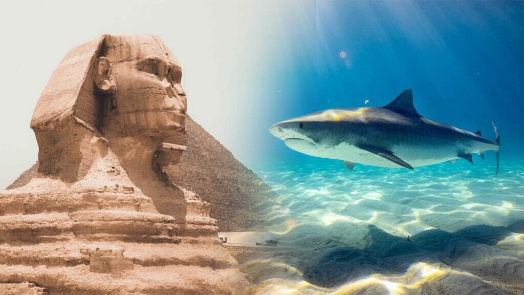 Акула на человека в египте 2023