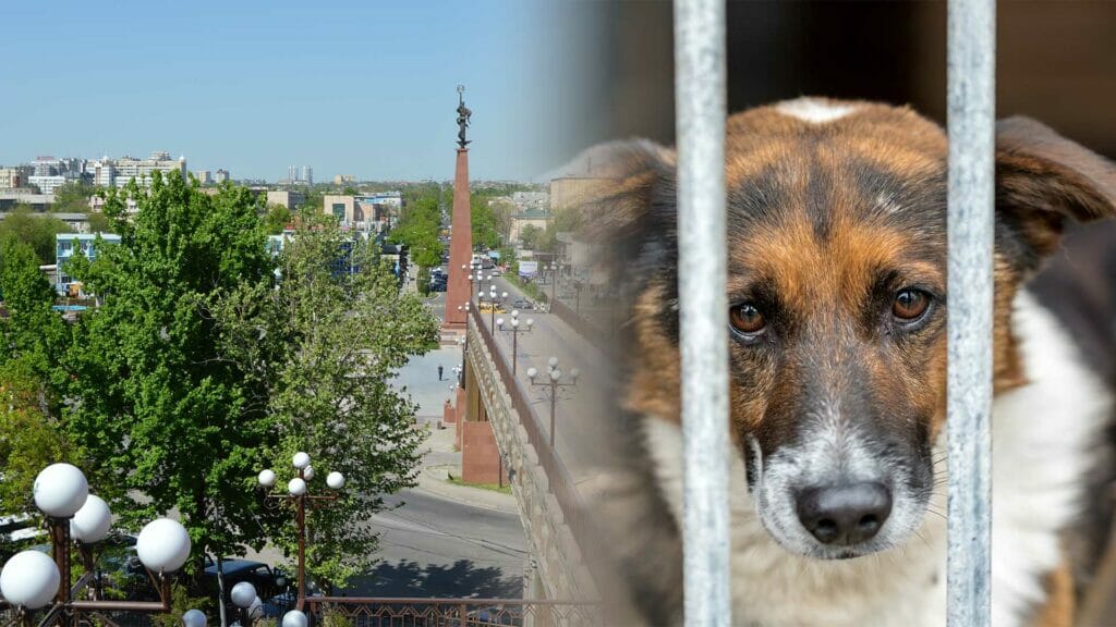В Шымкенте построят новый приют: бродячих животных обещают не отстреливать