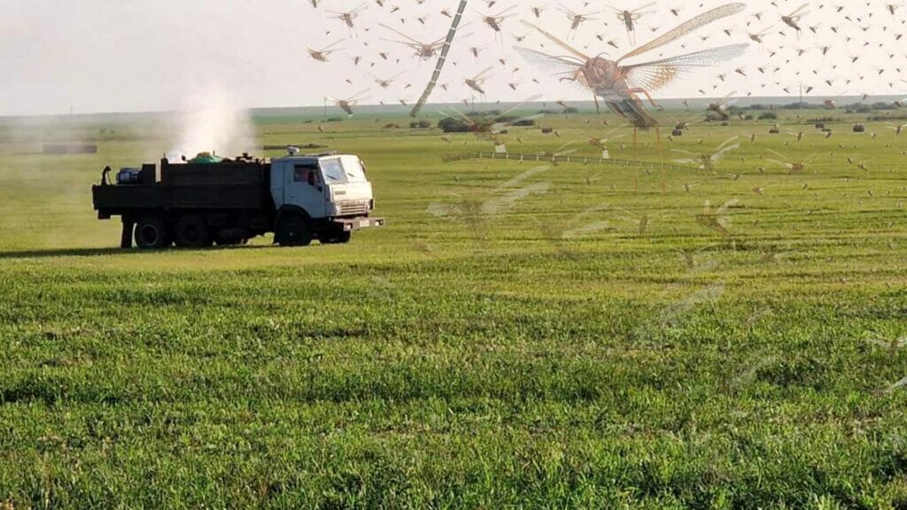 Саранча распространилась на 16 тыс. га посевных полей, из них пострадали 500 га в Костанайской области