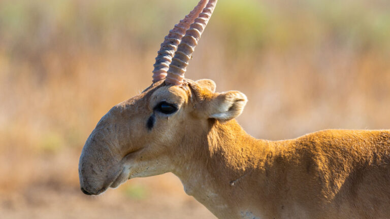 Ministry of Ecology halts cull of saiga antelope in Kazakhstan