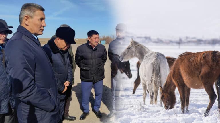 В Минсельхозе рассказали, кто может быть виновен в массовой гибели лошадей в области Улытай