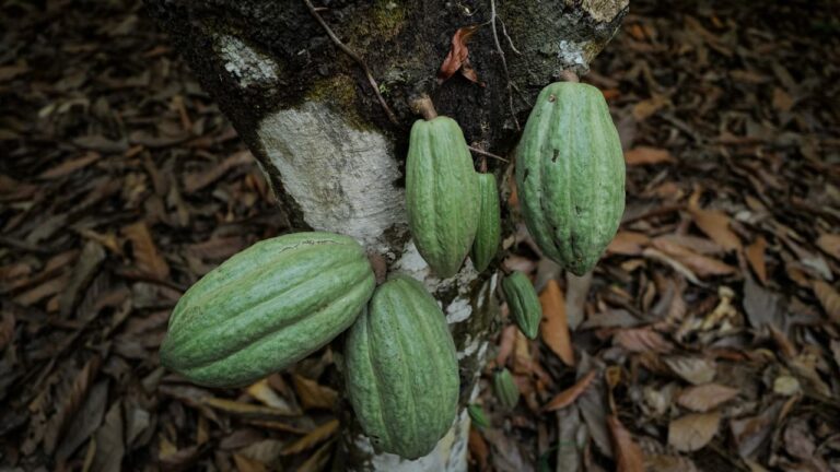 Волатильность цен на какао достигла максимума почти за 50 лет