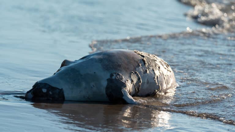На побережье Каспия инспекторы снова обнаружили мертвые туши тюленей
