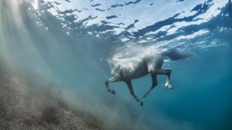 Табун лошадей чуть не утонул в ЗКО. Спасатели вытащили из воды 360 животных