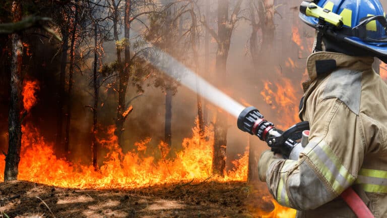 Правительство создало еще один орган для борьбы с лесными пожарами в Казахстане